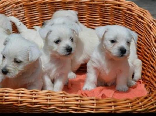PoulaTo: West highland terrier καθαροαιμα αθηνα-κρητη 6940048695